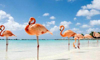 Everything You Need To Know About Flamingo Beach