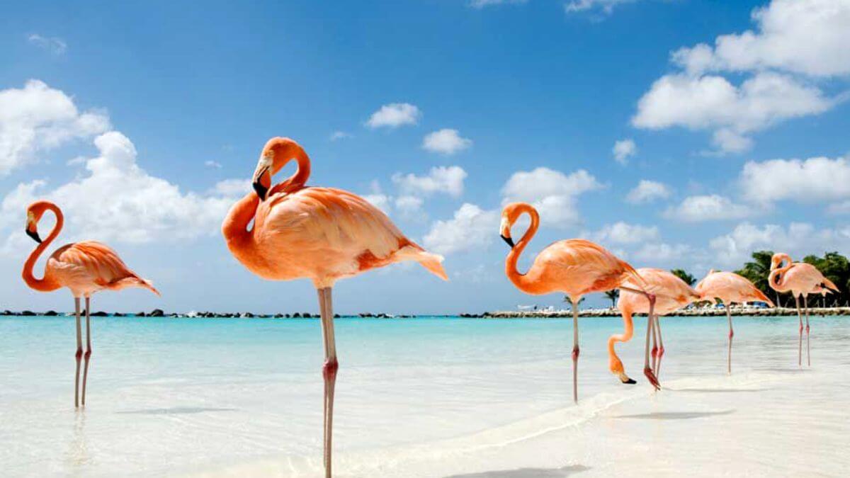 Everything You Need To Know About Flamingo Beach