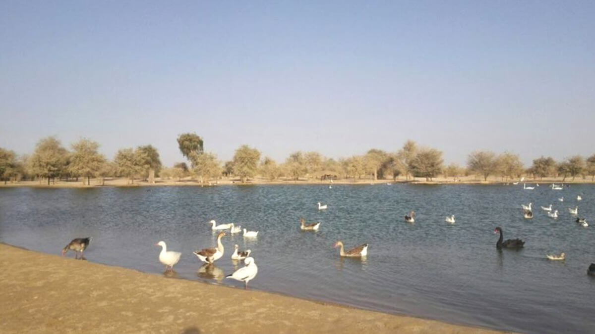 Nearby attractions of Al qudra lake
