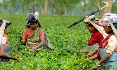 UAE Becomes The Second Biggest Tea Importer From India