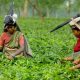 UAE Becomes The Second Biggest Tea Importer From India