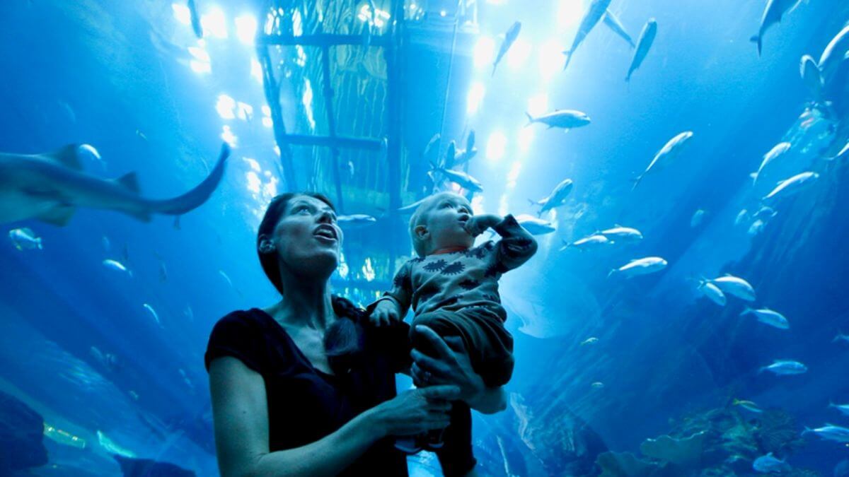An overview of Dubai aquarium and underwater zoo