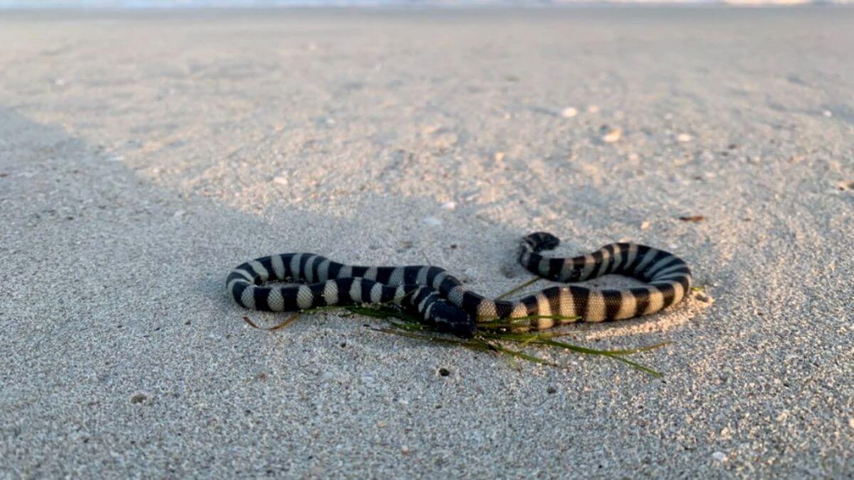  sea snakes 