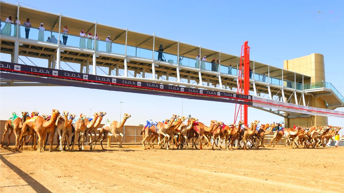 Development of the Dubai Camel Racing Club