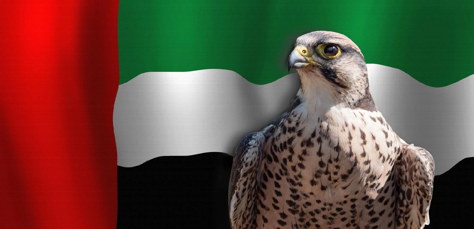 Importance Of Falcons In Emirati Culture - ShortList Dubai