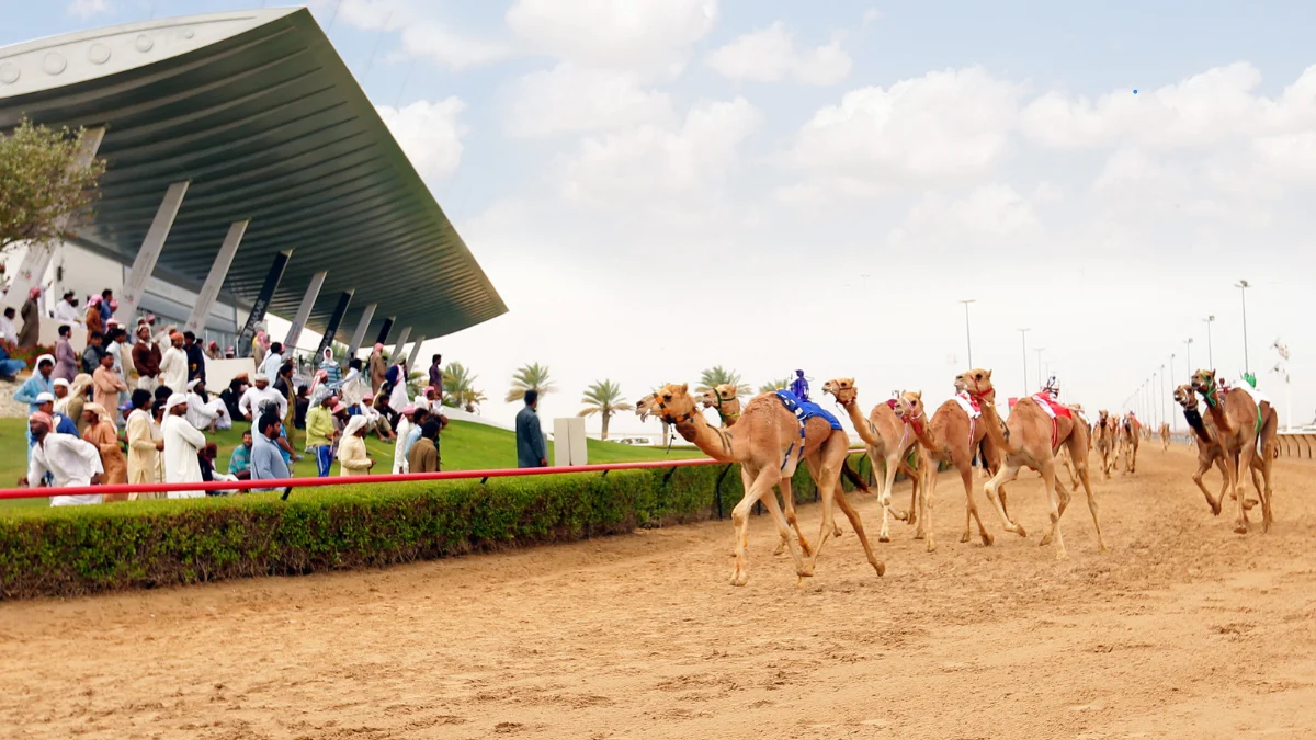 Rules and Regulations Governing the Camel  Racing club dubai
