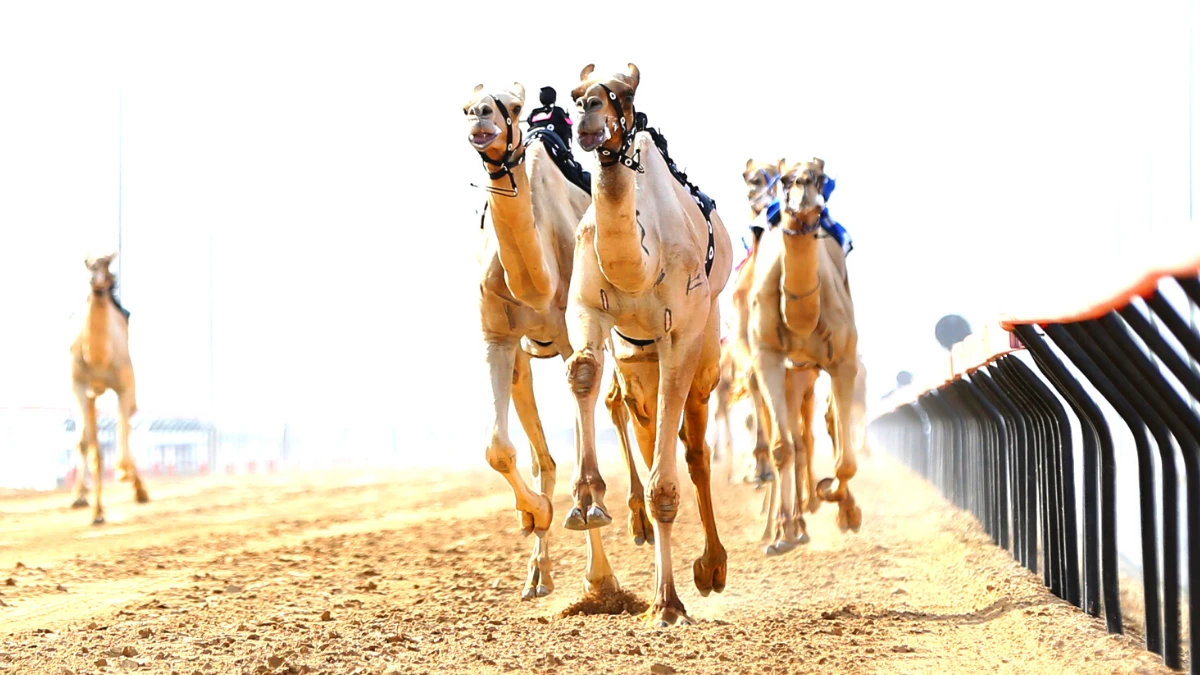 Types of races held at Dubai Camel Racing club