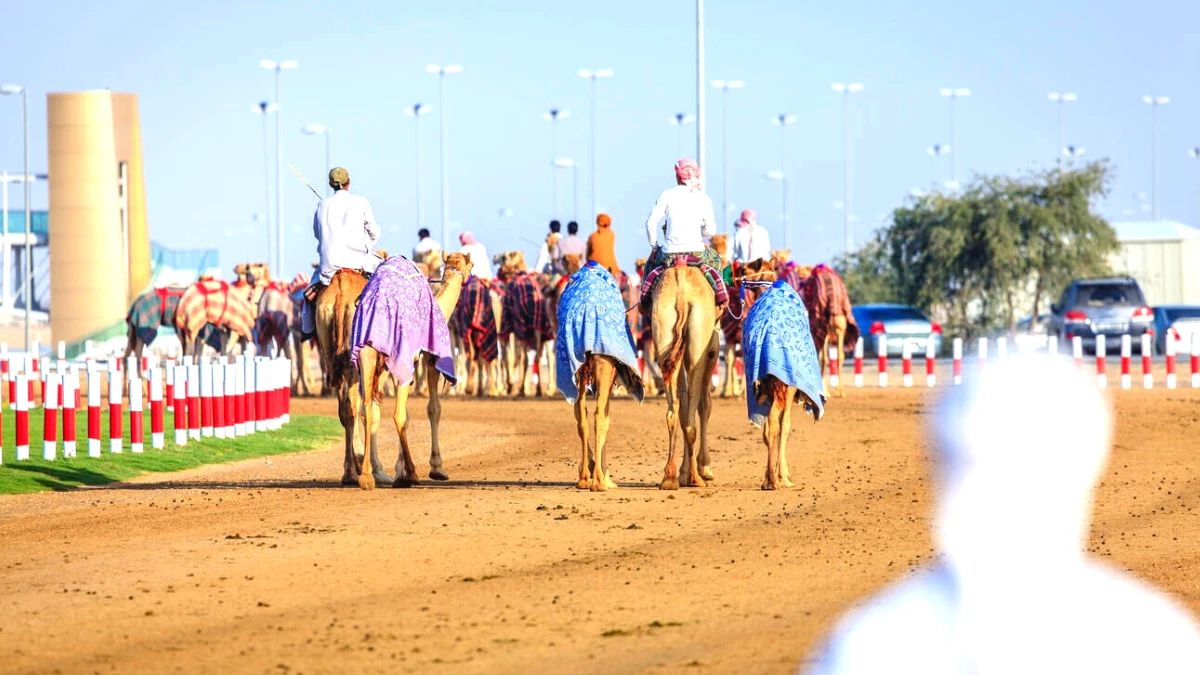 contestants in the camel racing club dubai