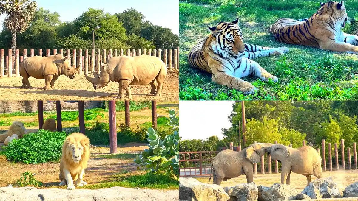 dubai safari park zoo with animals list