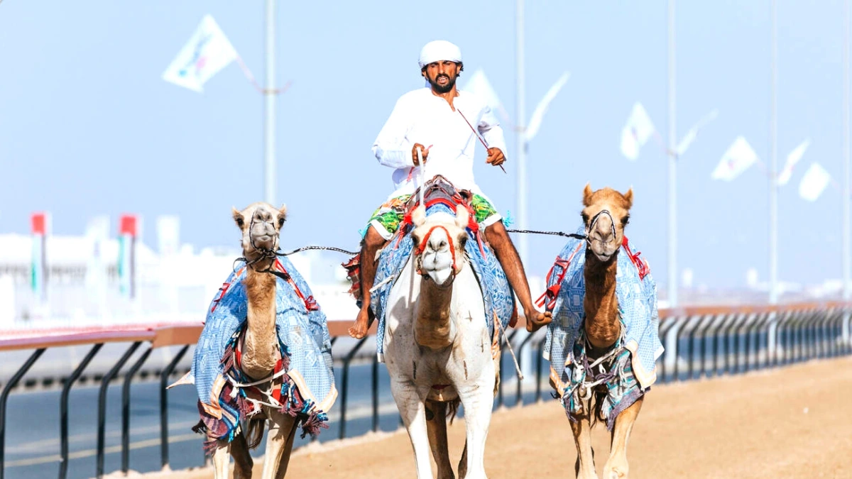 emirati culture camel riding