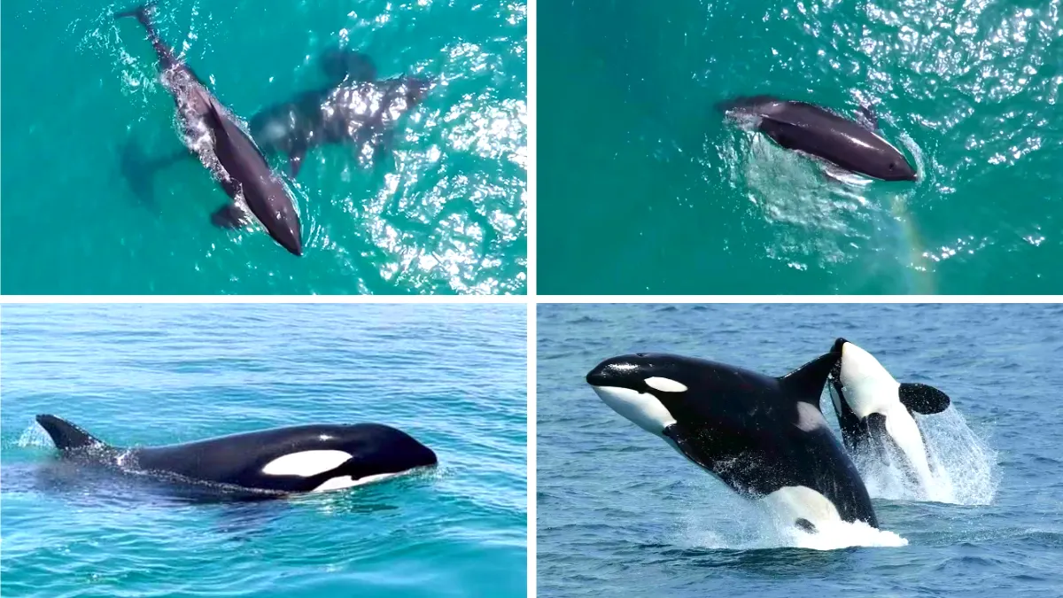 Killer Whales Orcas Spotted In Abu Dhabi & Dubai