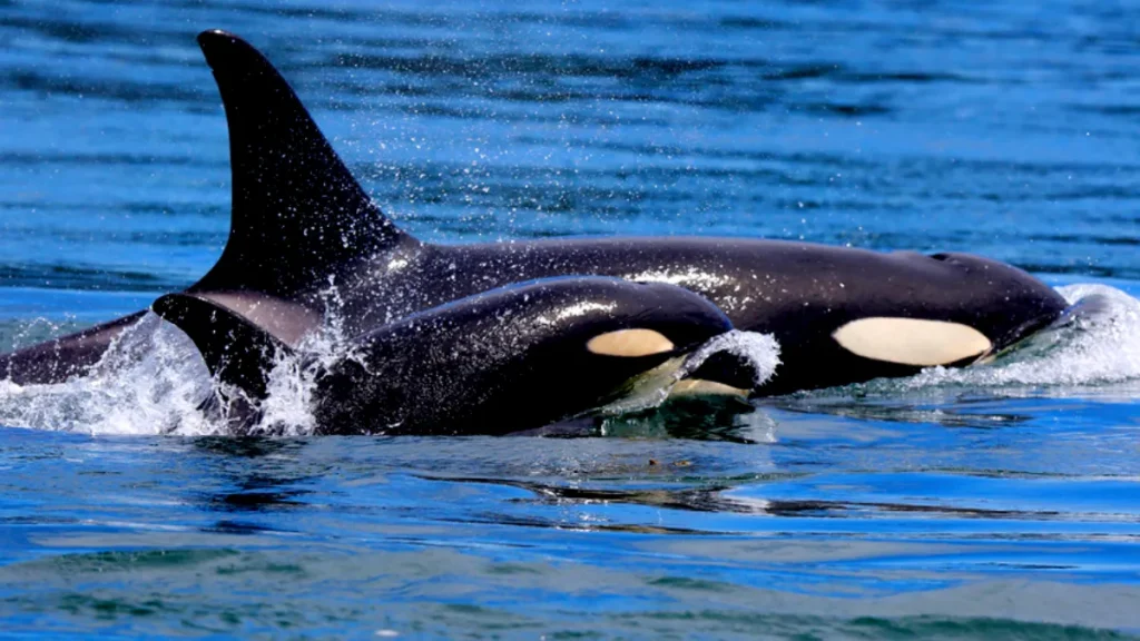 Some hotels advised against sea swimming after orcas spotted in Abu Dhabi waters Dubai