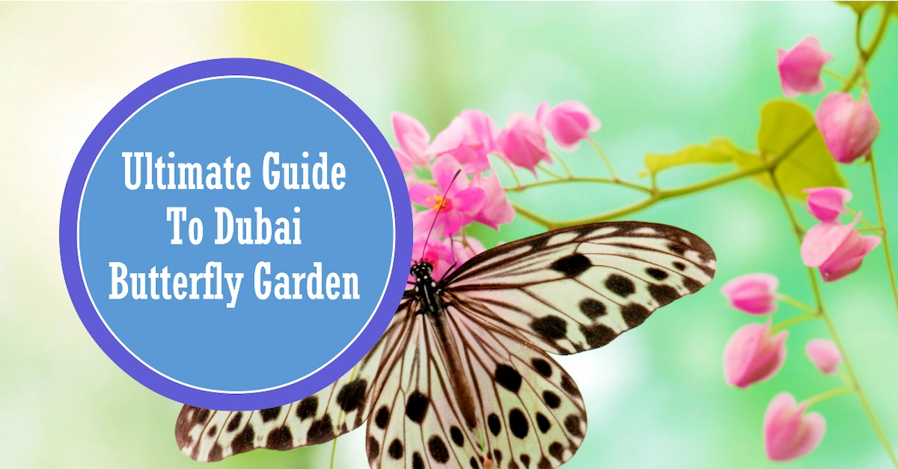 Ultimate Guide To Dubai Butterfly Garden