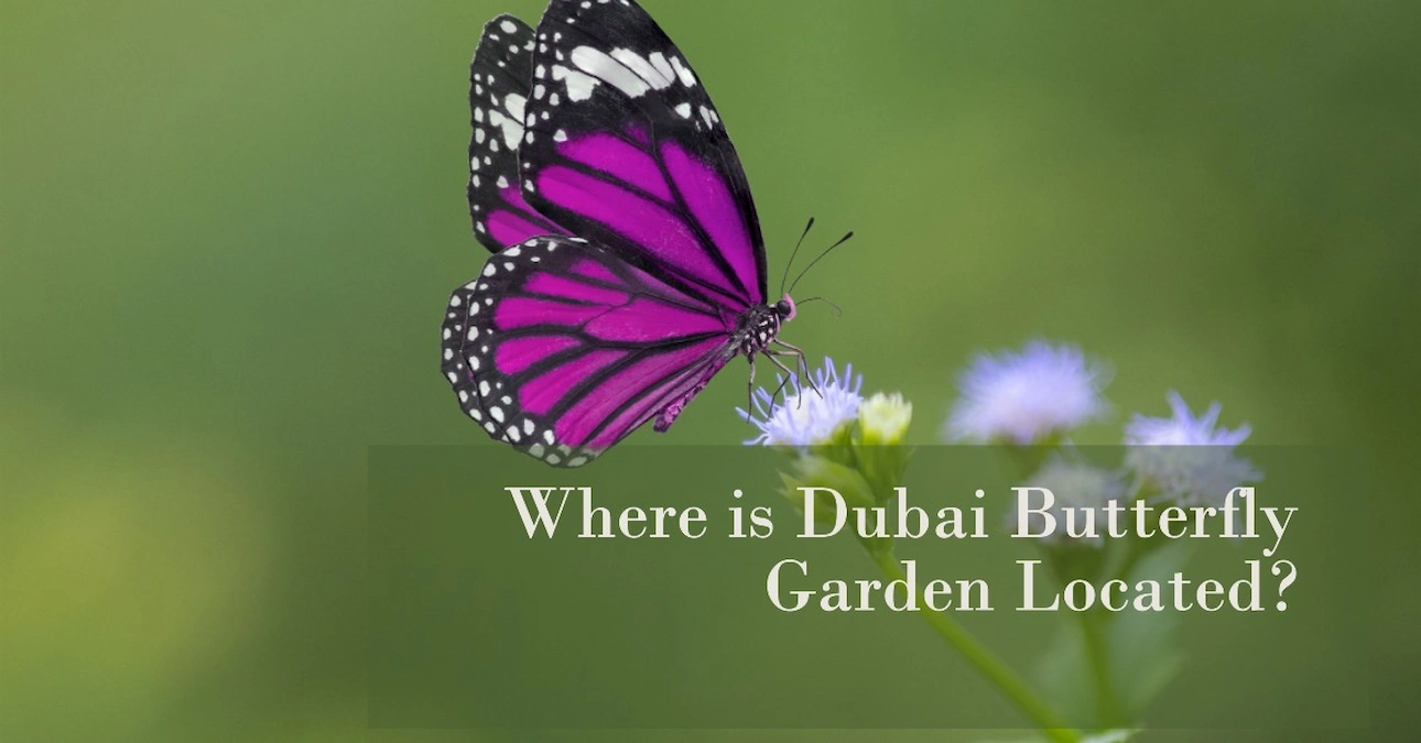 where is Dubai Butterfly Garden located